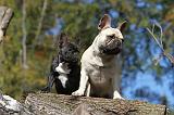 BOULEDOGUE FRANCAIS 565